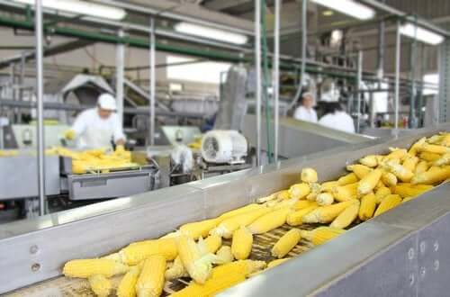 Поживна цінність продуктів: як на неї впливають технології обробки?